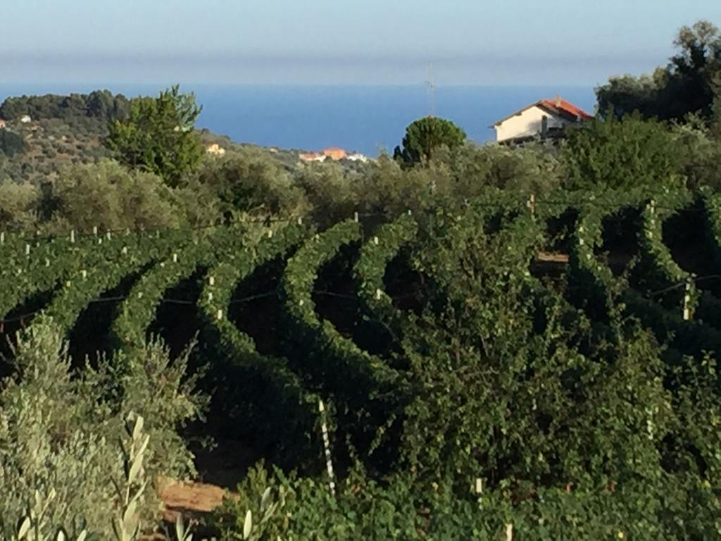 Agriturismo Ada Musso Ss Diano Borello 외부 사진