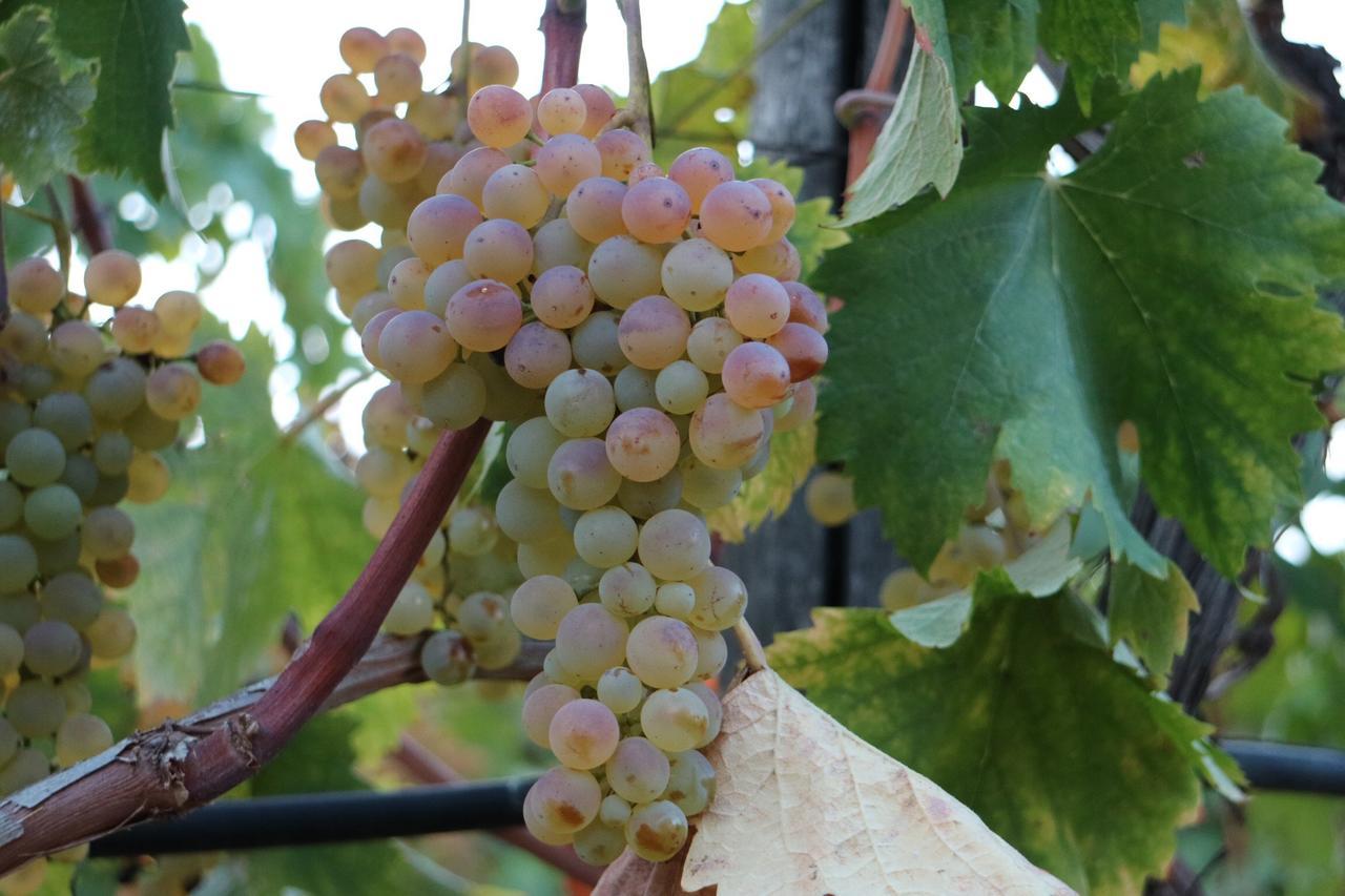 Agriturismo Ada Musso Ss Diano Borello 외부 사진