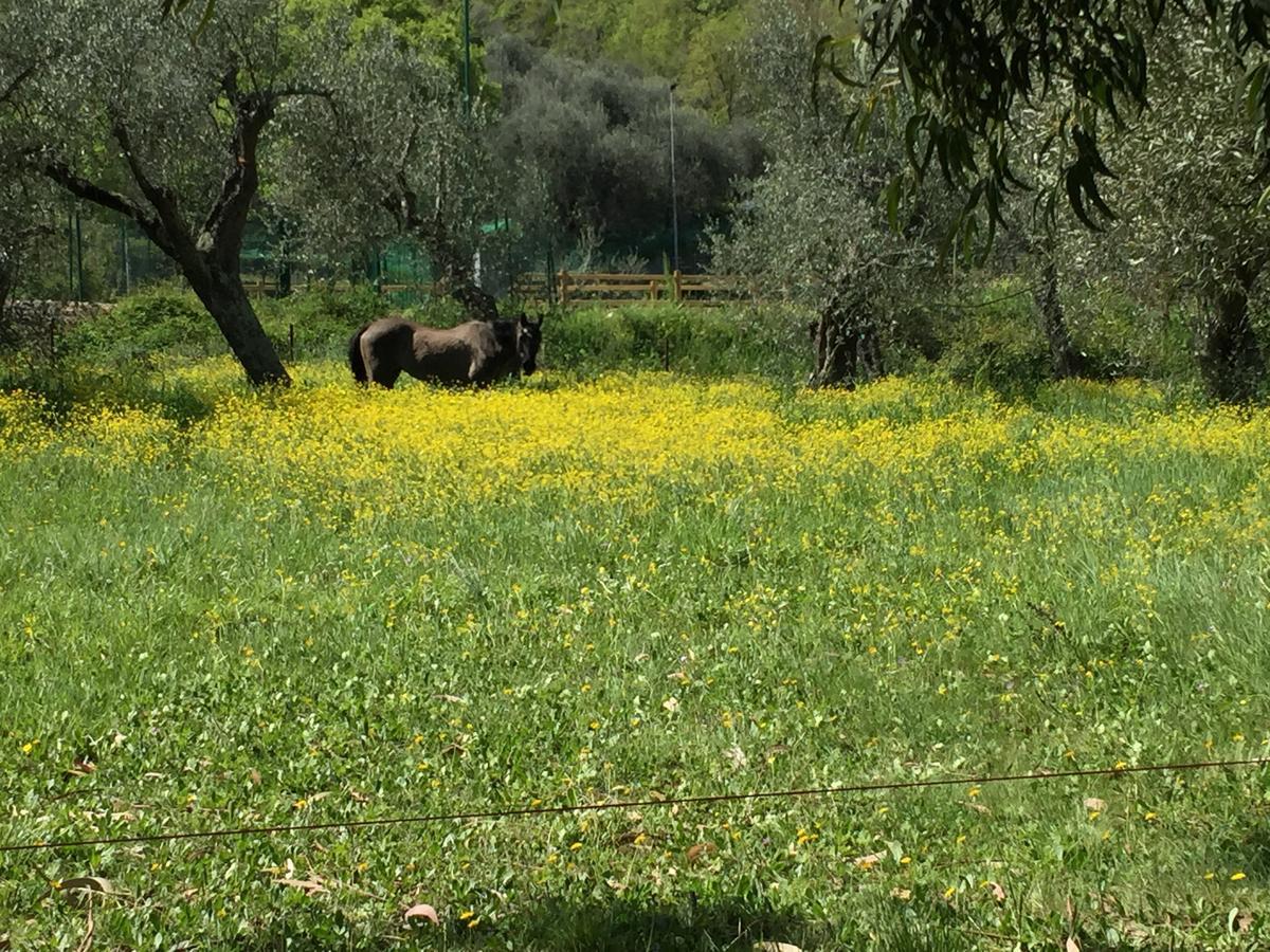 Agriturismo Ada Musso Ss Diano Borello 외부 사진